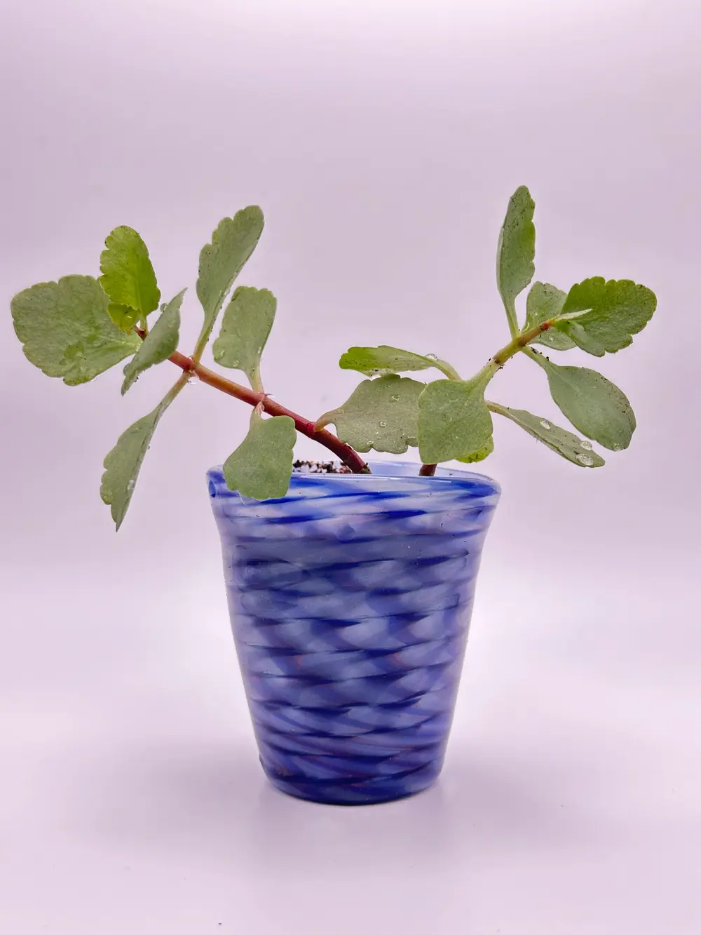 Blue and white swirled glass planter holding succulent cuttings
