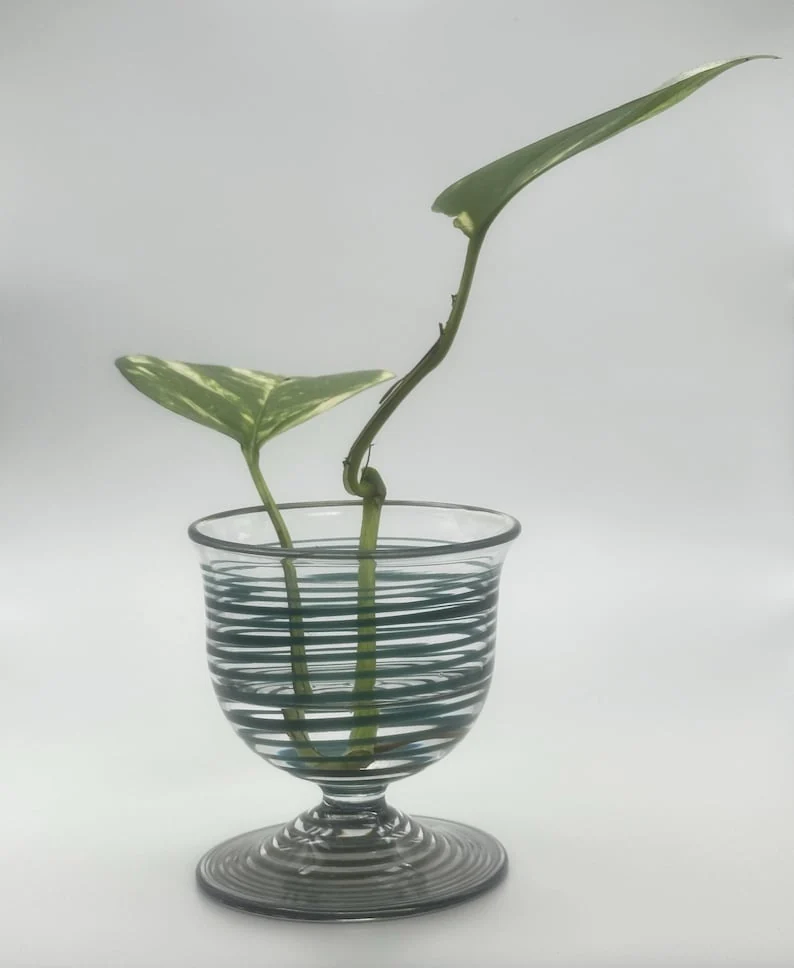 Green-striped glass vessel on a clear foot, holding a variegated cutting